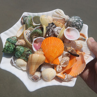 Coquillages naturels en gros, tailles variées, écologiques |   Coquillages de crabe ermite pour décorations d'aquarium et souvenirs de vacances, artisanat DIY