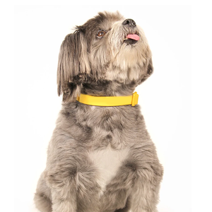 Collar de Perro Personalizado de Color Impermeable y Suave, Collar de Perro de PVC de Primera Calidad y Correa Recubierta de PVC Antideslizante - Product Image 4