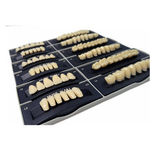Dientes dentales de dos capas de polímero sintético - Product Image 3