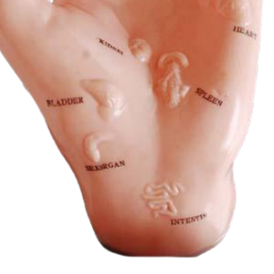 Ada แบบจำลองการฝังเข็มบนศีรษะและมือของ PVC แบบใช้ชีวิตสำหรับการเรียนรู้ของนักเรียนบนอวัยวะจุดภาพประกอบวิทยาศาสตร์ทางการแพทย์ - Product Image 4