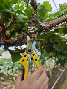 Sécateur de jardin en acier 131S pour la coupe des <span class=keywords><strong>branches</strong></span> d'arbres fruitiers, outil de taille manuel - Product Image 6