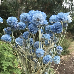¡Venta al por mayor! Arreglo de flores comretocarpus, <span class=keywords><strong>scabiosa</strong></span> natural fresca seca en conserva - Product Image 3