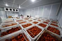 Solución Integral para Proyectos de Almacenes de Cadena de Frío: Centro de Distribución y Procesamiento de Carne con Caja de Cambios Automática Copeland Emerson