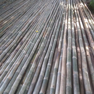 แท่งไม้ไผ่ที่แข็งแรงสำหรับโครงการเรือนกระจกและสวน - Product Image 5