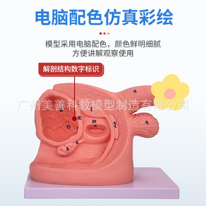 Formation simple au cathétérisme, démonstration et pratique de l'anatomie des organes génitaux internes et externes masculins et féminins ; Enseignement - Product Image 5