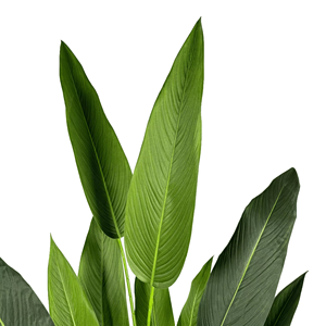 Plante artificielle de 180 cm, oiseau de paradis artificiel, faux bonsaï, verdure, <span class=keywords><strong>bananier</strong></span>, arbre artificiel pour la décoration de la maison et du jardin - Product Image 3