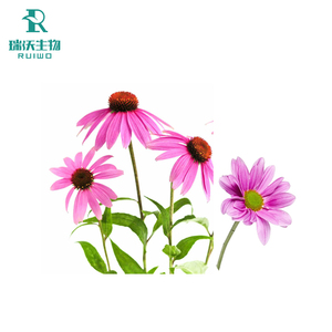 Ekstrak Bunga Ruiwo <span class=keywords><strong>Echinacea</strong></span> Purpurea Bubuk Ekstraksi Pelarut Kelas Makanan Dari Shaanxi - Product Image 4