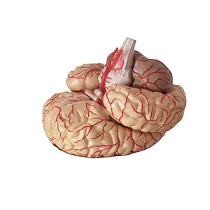 新款大脑模型价格高级高品质生活尺寸 PVC 脑医疗解剖模型 3 部分
