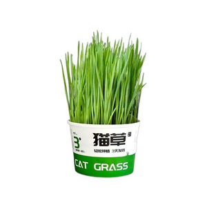 Plante en pot miniature d'herbe pour chat, culture sans terre style nouilles instantanées, pour soulager les boules de poils chez les animaux, réutilisable - Product Image 5