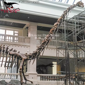 <span class=keywords><strong>Squelette</strong></span> fossile <span class=keywords><strong>de</strong></span> <span class=keywords><strong>dinosaure</strong></span> d'exposition <span class=keywords><strong>de</strong></span> musée <span class=keywords><strong>de</strong></span> taille réelle à vendre - Product Image 3