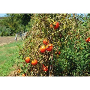 Sốt Cà Chua Ý Spaccatella 550G - Product Image 2