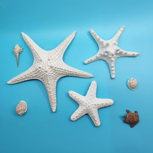 Artesanía en Resina, <span class=keywords><strong>Coral</strong></span> Blanco, Estrella de <span class=keywords><strong>Mar</strong></span> Hecha a Mano y Pintada a Mano, Figura en Forma de Estrella de 16x16x4cm para Decoración <span class=keywords><strong>del</strong></span> Hogar - Product Image 6