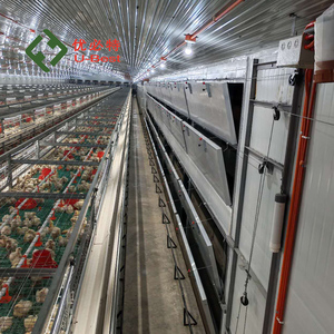 อุปกรณ์เลี้ยงไก่แบบอัตโนมัติ กรงไก่เนื้อสำหรับขาย - Product Image 4