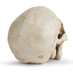 Ornement de crâne en résine Halloween Calavera Crâne réaliste horrible pour la décoration de fête SKB04 Crâne pour étude médicale