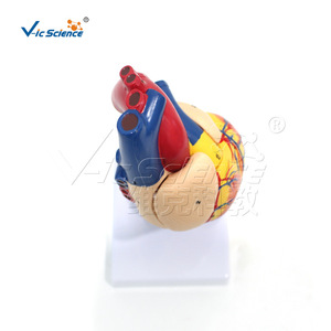 Modèle anatomique du cœur humain naturel, modèle de cœur de simulation pédagogique détachable, modèle anatomique - Product Image 3