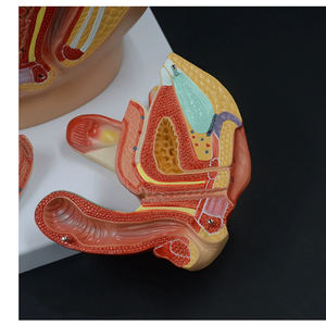 Modelo de anatomía esquelética humana Modelo de <span class=keywords><strong>sistema</strong></span> genitourinario Masculino - Product Image 4