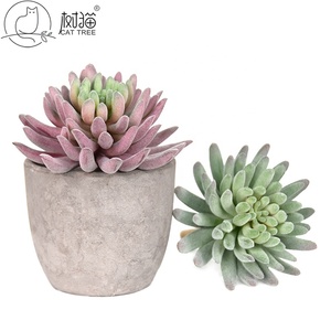 <span class=keywords><strong>Flor</strong></span> de plástico de planta <span class=keywords><strong>suculenta</strong></span> <span class=keywords><strong>Echeveria</strong></span> flocada personalizable para decoración de ventanas - Product Image 4