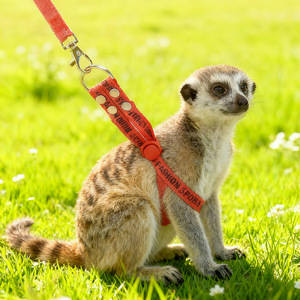 Arnés y Correa Ajustables <span class=keywords><strong>para</strong></span> Mascotas, Anti-Escape, de Nailon, <span class=keywords><strong>para</strong></span> Paseo y Entrenamiento al Aire Libre, <span class=keywords><strong>para</strong></span> Suricatas, Hurones y <span class=keywords><strong>Conejos</strong></span> - Product Image 4