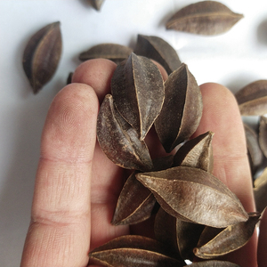 Fruits de Quisqualis Indica (<span class=keywords><strong>Rangoon</strong></span> Creeper) séchés naturels bruts à vendre - Product Image 2