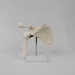 Modèle d'enseignement médical DARHMMY en PVC, modèle de squelette d'épaule humaine pour la formation des étudiants - Product Image 4