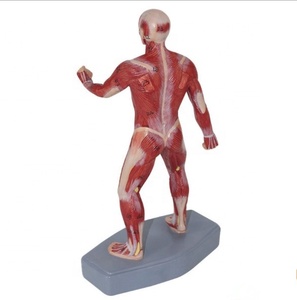 Modèle d'<span class=keywords><strong>anatomie</strong></span> <span class=keywords><strong>du</strong></span> <span class=keywords><strong>corps</strong></span> <span class=keywords><strong>humain</strong></span> enseignement médical modèle d'<span class=keywords><strong>anatomie</strong></span> musculaire <span class=keywords><strong>3D</strong></span> - Product Image 2