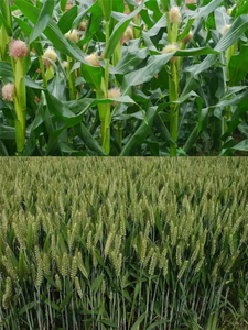 Fluroxypyr-meptyl 20% EW Herbicide Systémique Post-Émergence pour Blé et Maïs Contre les Herbes Largifoliantes - Product Image 2