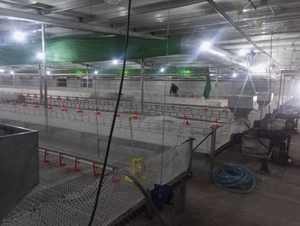 Élevage au sol au Pakistan : 4 mangeoires (paniers) / 3m, 5 tétines/m – Élevage de poulets de haute qualité - Product Image 6