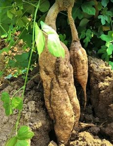 Pasokan pelangi 100% ekstrak <span class=keywords><strong>Radix</strong></span> <span class=keywords><strong>Puerariae</strong></span> alami/ekstrak <span class=keywords><strong>Radix</strong></span> <span class=keywords><strong>Puerariae</strong></span> Lobatae 40% 80% Isoflavone Puerarin - Product Image 4