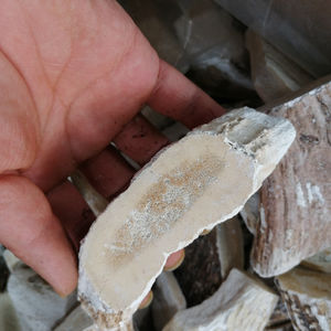 Lu jiao shuang bois dégélatinés séchés naturels Cornu <span class=keywords><strong>Cervi</strong></span> Degelatinatum à vendre - Product Image 5