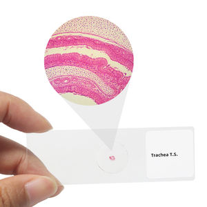 Sistem pernapasan geser trakea T.S. Paru Sec. Epiglottis Sagittal Sec. - Product Image 3