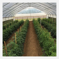 Serre Tunnel Haute Agricole Mono-Travée avec Film PE et Structure en Acier Galvanisé à Chaud pour Climat Chaud