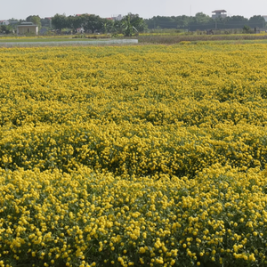 ชาดอกคาโมมายล์ดอกเดซี่ออร์แกนิกธรรมชาติสกัดจากพืชและสมุนไพรที่ดีที่สุดของเวียดนาม - Product Image 1