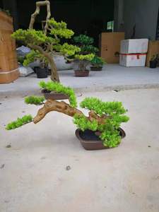 Di <span class=keywords><strong>Vendita</strong></span> calda <span class=keywords><strong>Giapponese</strong></span> Artificiale <span class=keywords><strong>Bonsai</strong></span> di Pino Albero Sempreverde Albero Artificiale Per La <span class=keywords><strong>Vendita</strong></span> - Product Image 2