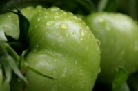 TW Green Tomato PDRN 10ppm Liquide Matière Première Cosmétique d'Origine Végétale Extrait d'ADN de Solanum Lycopersicum Anti-Âge pour la Peau