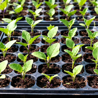 Plateaux de semis à 98 cellules avec plateaux à base plate 1020, kit de pépinière tout-en-un pour la germination des graines de légumes et de fleurs