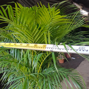 Palmier <span class=keywords><strong>Areca</strong></span> <span class=keywords><strong>Dypsis</strong></span> Lutescens, Variétés Mixtes, Diverses Tailles, Tropical, Écologique, Fait Main, Décoration de Remise de Diplôme, Noël, Intérieur/Extérieur - Product Image 3