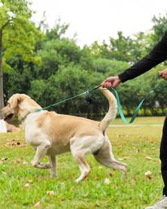 Correa de Entrenamiento de Nailon Ajustable Reflectante y Antienredos Personalizada al por Mayor, Correa de Perro Acolchada 2 en 1 - Product Image 6