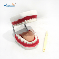 Modèle anatomique de dents complètes pour adultes, destiné aux écoles dentaires, aux cliniques, aux prothèses dentaires, à la formation, aux hôpitaux et à la stomatologie, conforme aux normes CE/ISO/ROHS