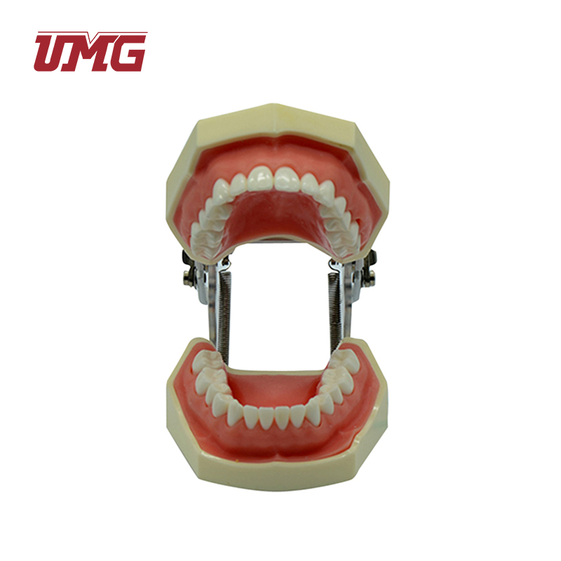 Модель зубчатого типа с 28 зубцами для студенческой практики