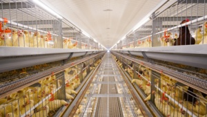 Gabbia a Strati Tipo H Zincata a Caldo Durevole per Allevamento Avicolo ad Alta Densità e Produzione di Uova - Product Image 6