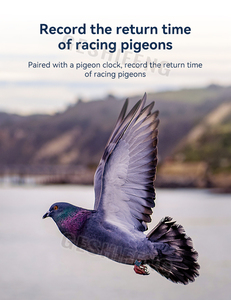 Anneau électronique <span class=keywords><strong>Pigeon</strong></span> 2025 anneau en plastique anneaux de puce électronique pour <span class=keywords><strong>Pigeon</strong></span> Racing avec puces TK4305 S256 TK4100 en option - Product Image 2