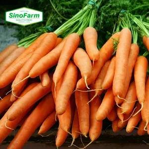 Cây trồng mới màu Đỏ cà rốt giá bán buôn ngọt ngào sắc nét Cà Rốt với chất lượng cao