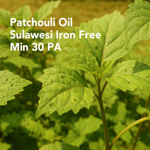 Aceite de Pachulí Sulawesi Sin Hierro Mín. 30 PA Aceite de Aromaterapia Fresco (PL-203) Van Aroma - Product Image 1