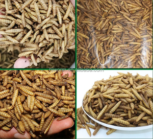 Alta proteína 10 lbs larvas de mosca de soldado negro secas a granel <span class=keywords><strong>BSF</strong></span> seco para pollo con embalaje de etiqueta privada personalizado - Product Image 4
