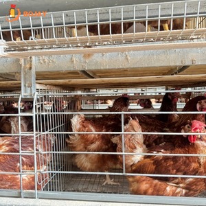 Jaula Automática Tipo H para Gallinas Ponedoras, Suministro Directo del Fabricante, <span class=keywords><strong>Precio</strong></span> al por Mayor para Compradores de Equipos para Granjas Avícolas - Product Image 1