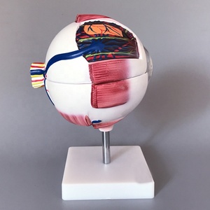 Modelo Anatómico de <span class=keywords><strong>Ojo</strong></span> Humano de Plástico con Aumento de 6X para Enseñanza Médica, con Vasos Sanguíneos y Globos Oculares Desmontables, CE/ISO - Product Image 5