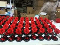 Echte ewige Blume für immer Rosen konservierte Rose in Glaskuppel für Ostern Weihnachten Halloween Thanksgiving Muttertag Geschenk