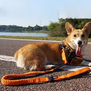 Elastic Dog Leash Orange Medium Size Retractable Pet Walking Lead - Product Image 1