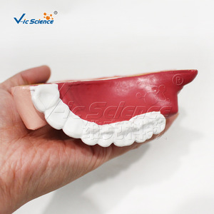 Modelo anatómico de cavidad nasal ampliada de alta precisión con pasaje nasal y estructuras sinusales claros; entrenamiento para la escuela de medicina - Product Image 3