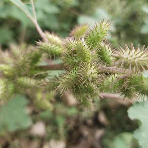 Frutos Secos de Xanthium Strumarium (Cang <span class=keywords><strong>Er</strong></span>) Naturales y Crudos a la Venta - Product Image 4